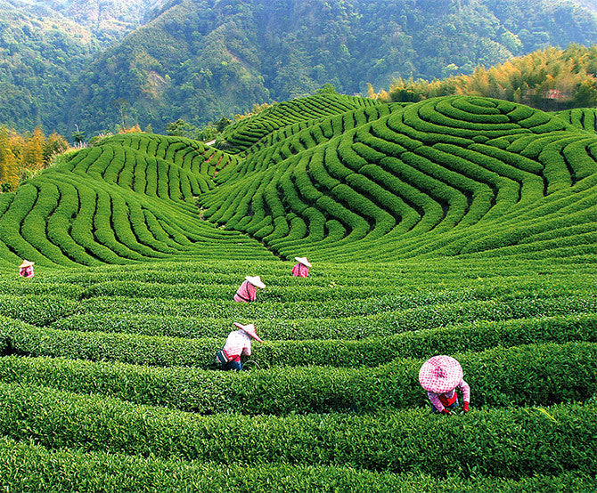 The Best Tea in the World